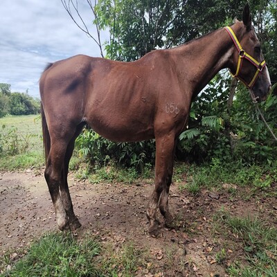 Mancilla_Gólgota_L.D