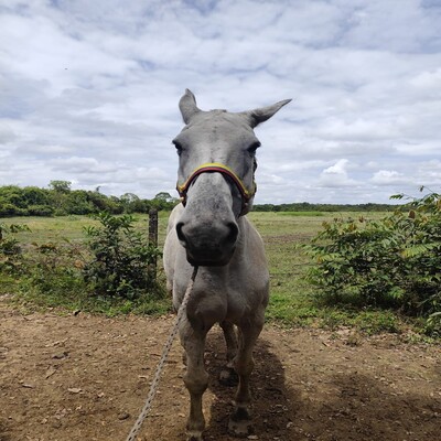 Mancilla_Isis_Frontal