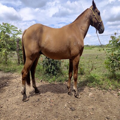 Quiron_de_Verdún_L.D