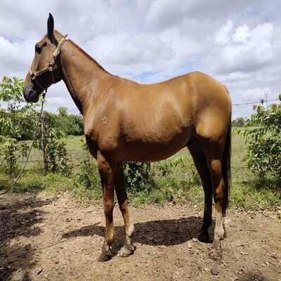 Quiron_de_Verdún_L.I