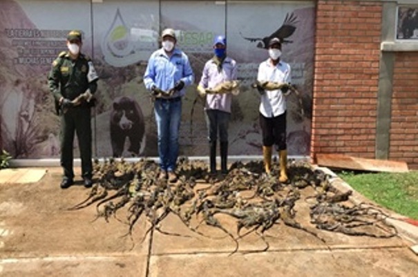 107-Iguanas-recuperadas-en-puesto-de-control-en-las-vías-del-Cesar