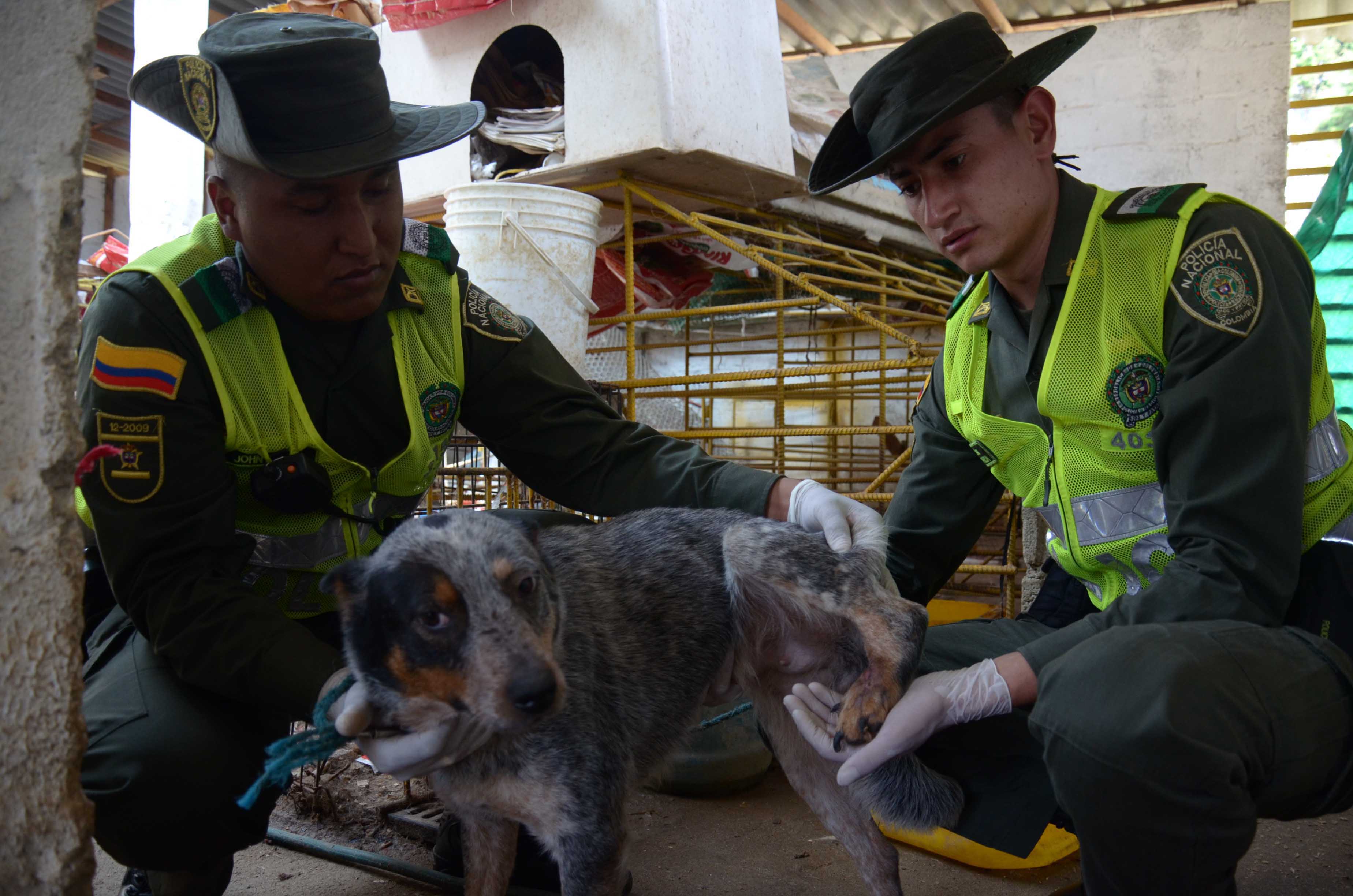 Policía y Alcaldía de Medellín intervienen criadero de animales