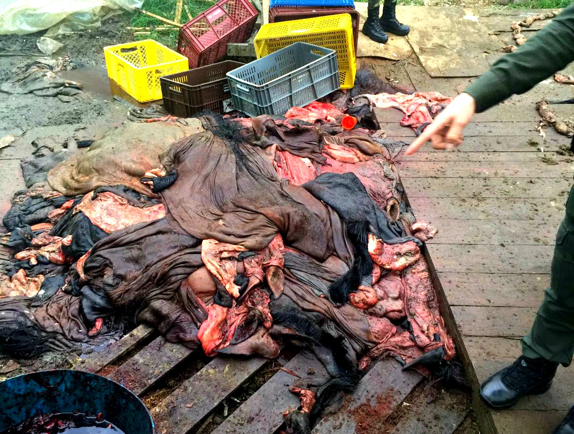 Desmantelado-matadero-clandestino-donde-sacrificaban-equinos-1