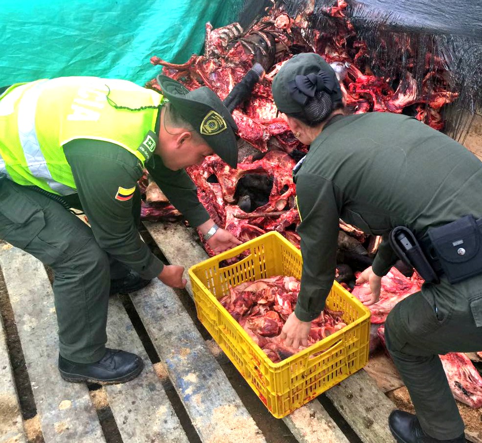 Desmantelado-matadero-clandestino-donde-sacrificaban-equinos-2