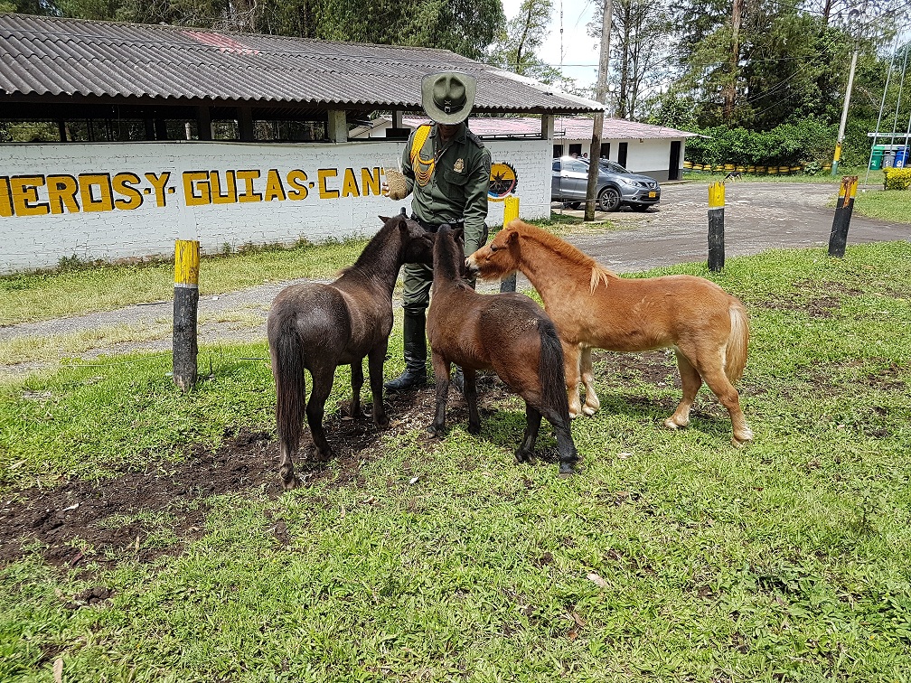 Los semovientes equinos están avaluados en 45 millones de pesos