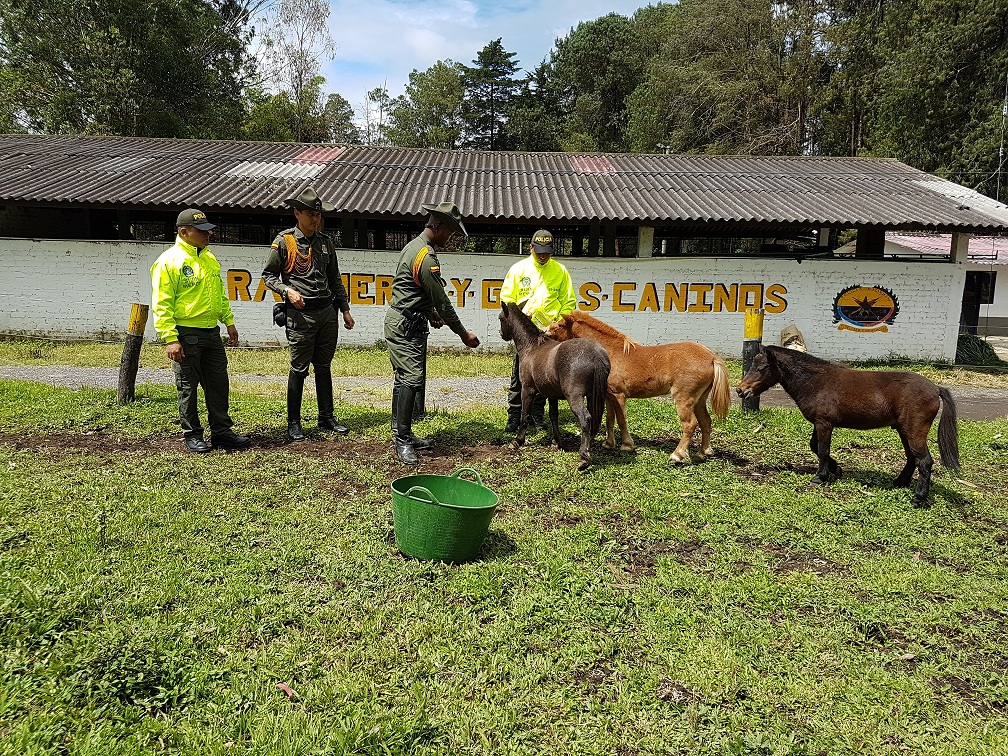 Los semovientes equinos están avaluados en 45 millones de pesos