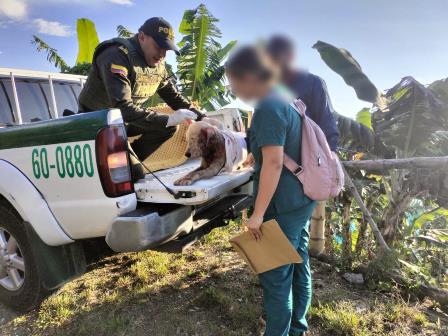 Rescate de caninos posibles maltrato
