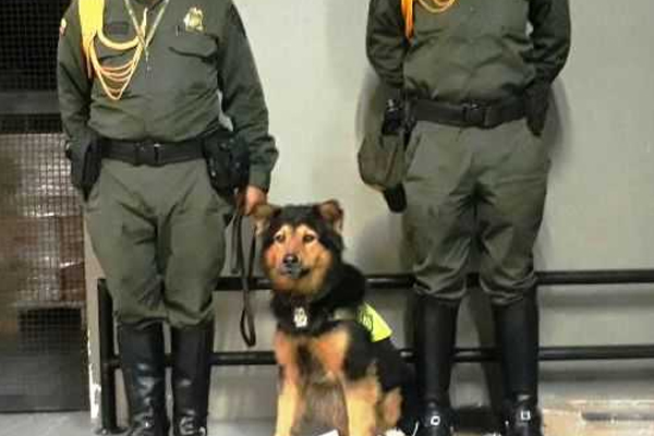 Zeus, un gran amigo que nos ayuda en la luchas en contra de las drogas ilegales