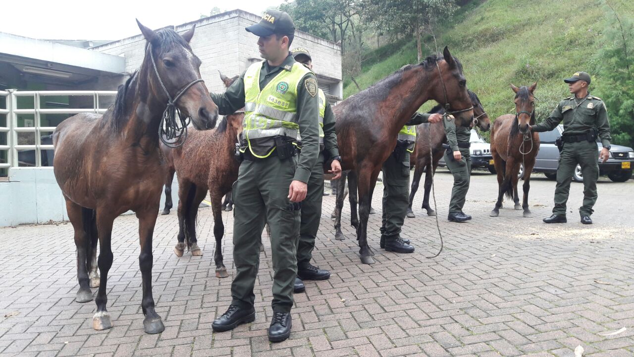 Momento donde son devueltos los semovientes al centro veterianario