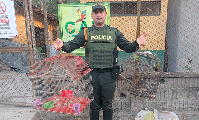 Unidades del Grupo de Carabineros y Protección Ambiental, logró la recuperación de tres aves silvestres que se encontraban en cautiverio.