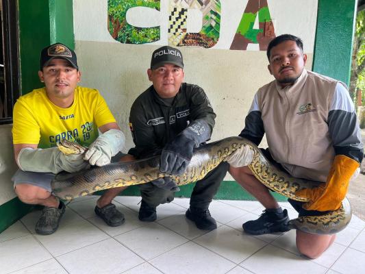 Rescatada anaconda en zona semirrural de In&iacute;rida gracias a la oportuna denuncia ciudadana