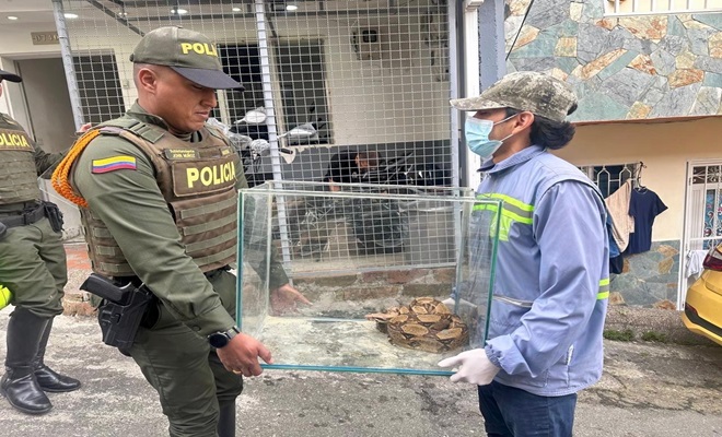 Una boa constrictor y un conejo fueron rescatados
