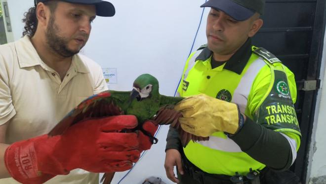 Cinco guacamayas en un bus de servicio público