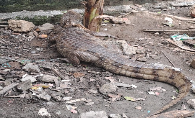 Conservar la vida silvestre es tarea de todos, comunidad y Policía unidos por la protección de la fauna en Montería.
