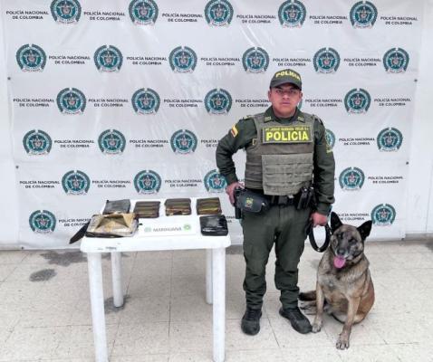 Hallazgo de la sustancia con apoyo de un canino antinarcóticos