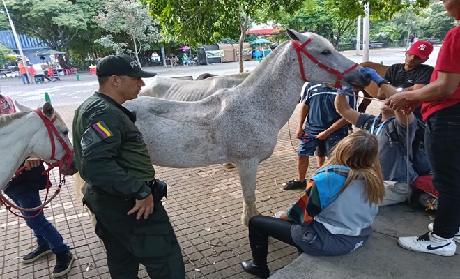 Rescatados dos equinos utilizados en actividades recreativas en parques de la ciudad