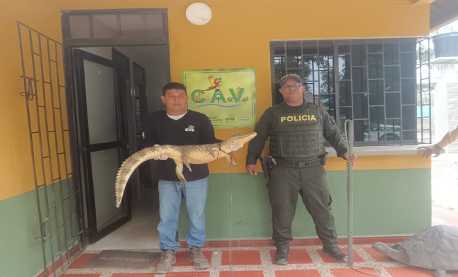 Conservar la vida silvestre es tarea de todos, comunidad y Policía unidos por la protección de la fauna en Montería.