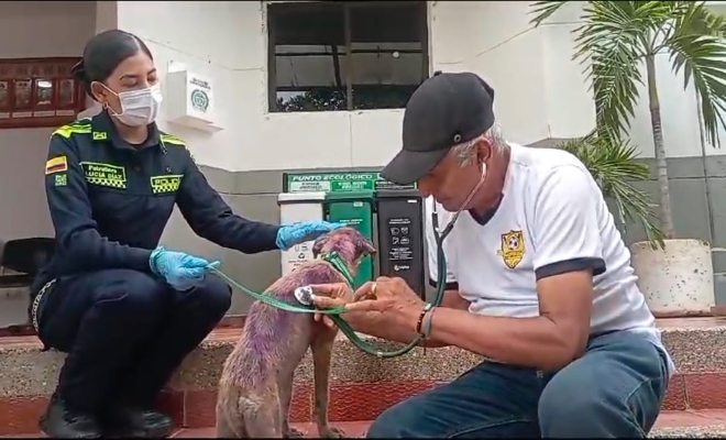 Es una perrita de raza criolla con muy buen olfato y oído