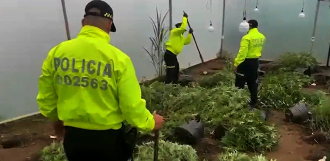 Este lugar, estaría adecuado para cultivar aproximadamente 130 plantas de marihuana.