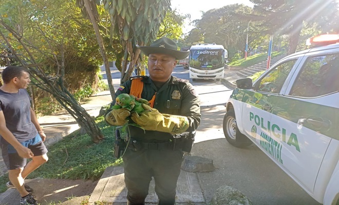 Fauna incautada lora