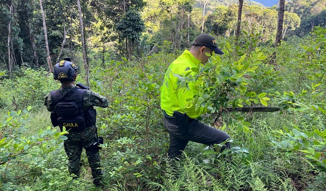 Hallazgo de cultivos y laboratorios para el procesamiento de coca