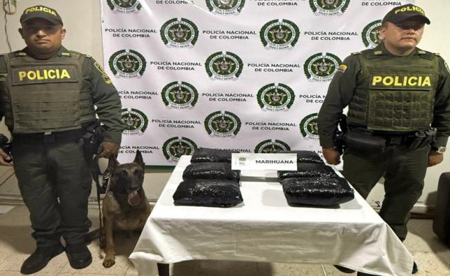 “Rex” halló 6.5 kilos de marihuana en un bus intermunicipal