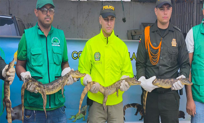 Especies silvestres son sacrificadas para exportar sus pieles