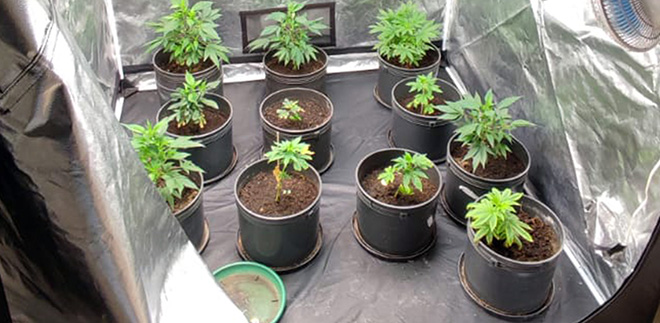 Incautación de plantas de cannabis en proceso de producción.