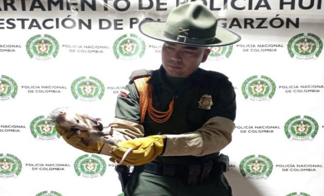 La Policía en el Huila rescata y protege a  zarigüeya en el municipio de Garzón