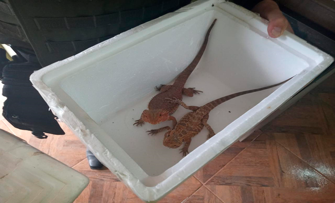 comercialización de fauna silvestre y exótica