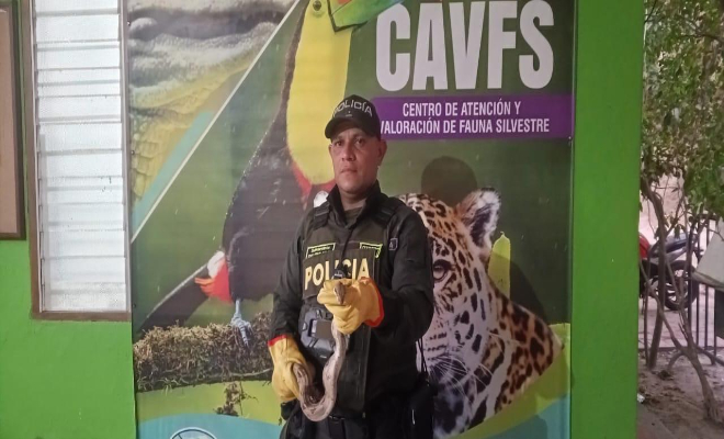 En Santa Marta se logró contrarrestar el tráfico legal de fauna silvestre
