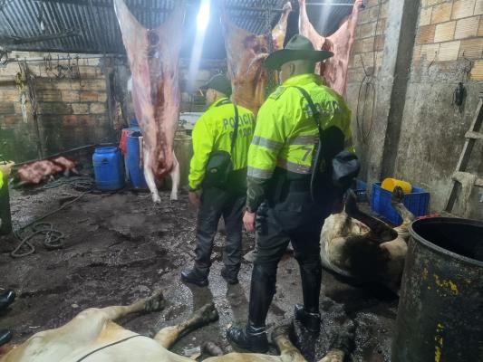 La Policía Nacional a través de la Dirección de Carabineros y Protección Ambiental llevó a cabo una intervención crucial en una planta de sacrificio ilegal de semovientes ubicada en la zona rural de la localidad de Usme, en Bogotá.