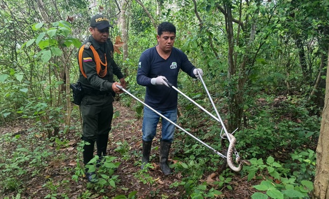 Grupo de Policía Ambiental y Ecológica en Montería, realizó el rescate y posterior liberación de una serpiente