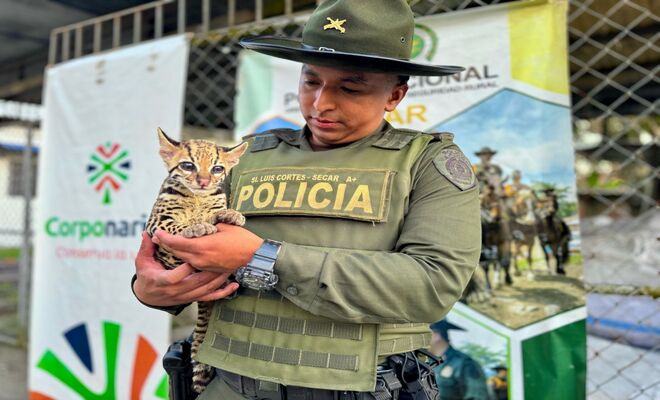 Rescatan animales