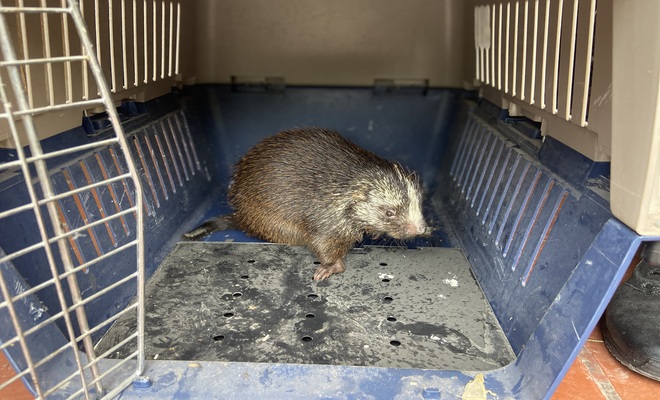 Policías rescatan dos especies silvestres, reafirmando su compromiso con el medio ambiente.  