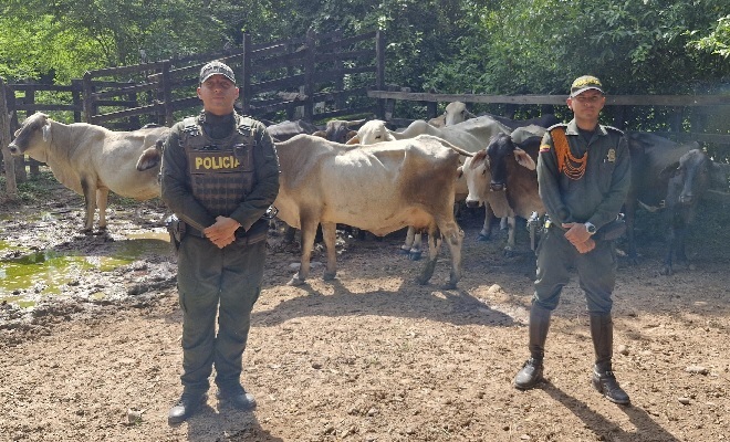 La Seccional de Carabineros y Protección Ambiental logró la recuperación de 14 reses hurtadas, avaluadas en más de 100 millones de pesos. Los animales fueron identificados y entregados a su legítimo propietario, quien presentó la documentación que acreditaba la propiedad de estos semovientes.  La recuperación hace parte de las acciones que adelanta la Policía para combatir el abigeato, uno de los delitos que más afecta a los ganaderos de la región.  De acuerdo con la información suministrada por el coronel 