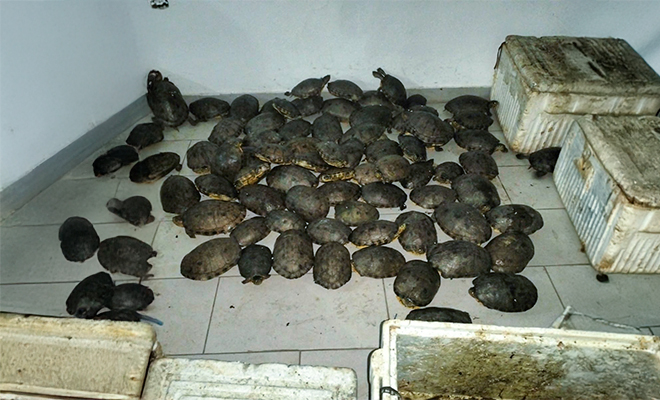 Recuperación de tortugas hicoteas