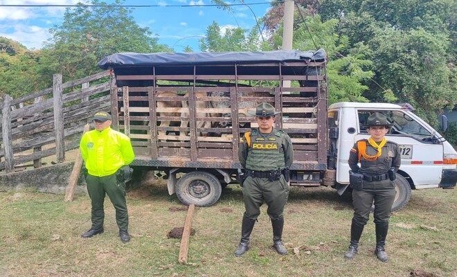 Recuperados 10 bovinos hurtados en Natagaima durante operación “Muralla”