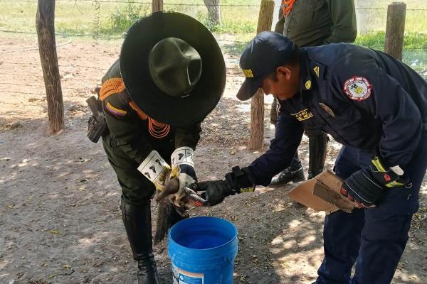 había ingresado un oso hormiguero cola de caballo