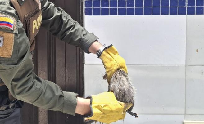 Rescate de una zarigüeya adulta junto a sus 16 crías por parte de la Policía Ambiental