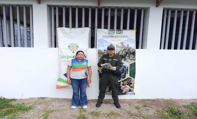 Rescatan una especie de fauna silvestre en Tumaco