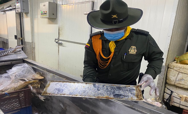 El pescado estaba en estado de descomposición y no era apto para el consumo humano