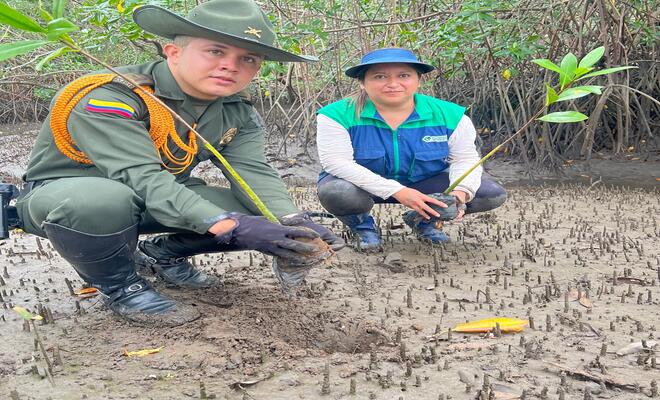Sembraron 3.000 plantas como parte de una gran estrategia de conservación en el Pacífico