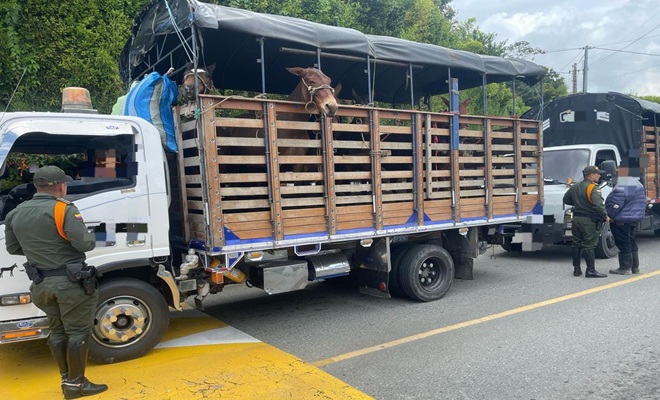 La Policía Nacional realiza controles al transporte de ganado equino y bovino