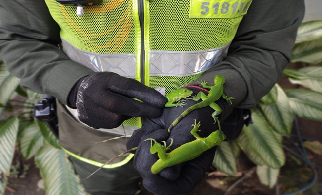 Iguanas rescatadas por policía