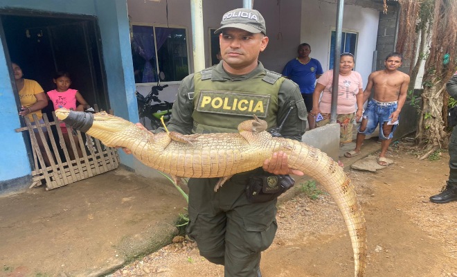 Conservar la vida silvestre es tarea de todos, comunidad y Policía unidos por la protección de la fauna en Montería.