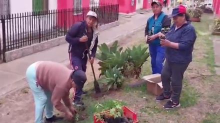 300 árboles ornamentales serán plantados en una iniciativa 