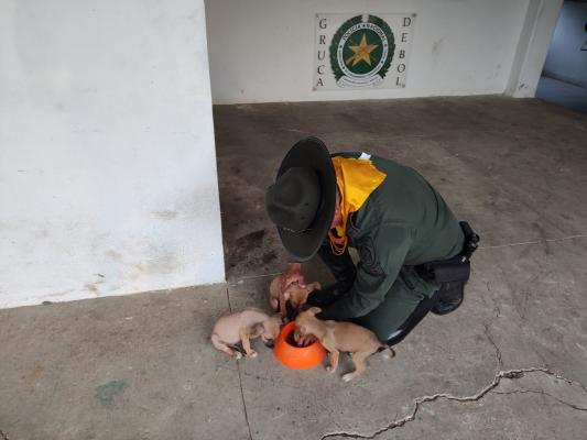 Alimentando a los cachorros