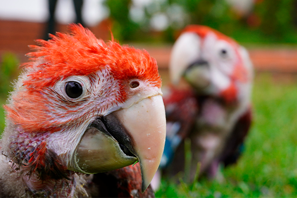 todos somos responsables del cuidado y protección de nuestro medio ambiente y de las especies que allí habitan
