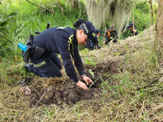 árboles maderables  sembrados y vinculación con Carabineros. 